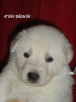 CHIOT petite blanche