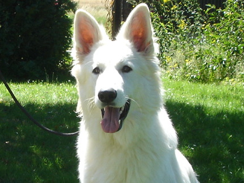 Glace boy of trebons berger blanc