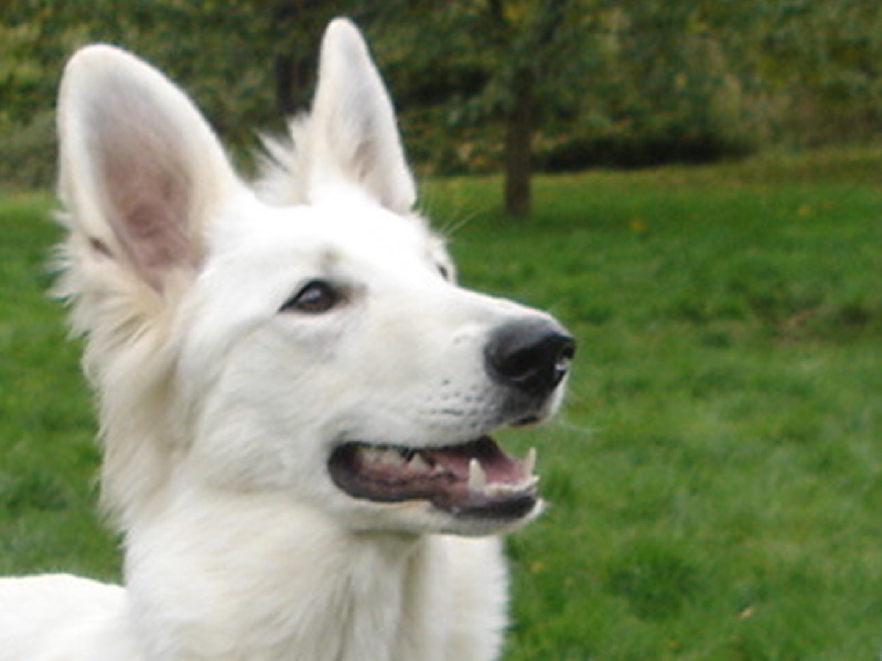 Hinook des neiges d'or de Douxia
