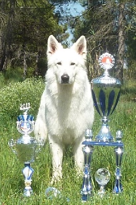 des neiges d'or de Douxia - Futur Mariage, portée printemps 2012 ! 