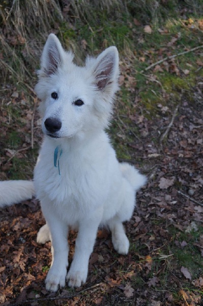 des neiges d'or de Douxia - Chiots disponibles - Berger Blanc Suisse