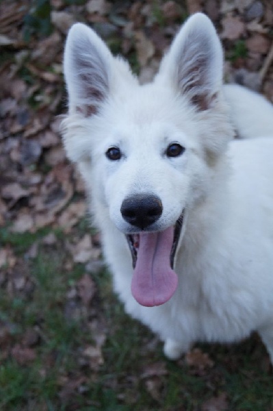 des neiges d'or de Douxia - Chiots disponibles - Berger Blanc Suisse