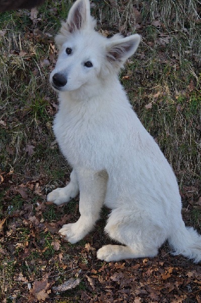 des neiges d'or de Douxia - Chiots disponibles - Berger Blanc Suisse