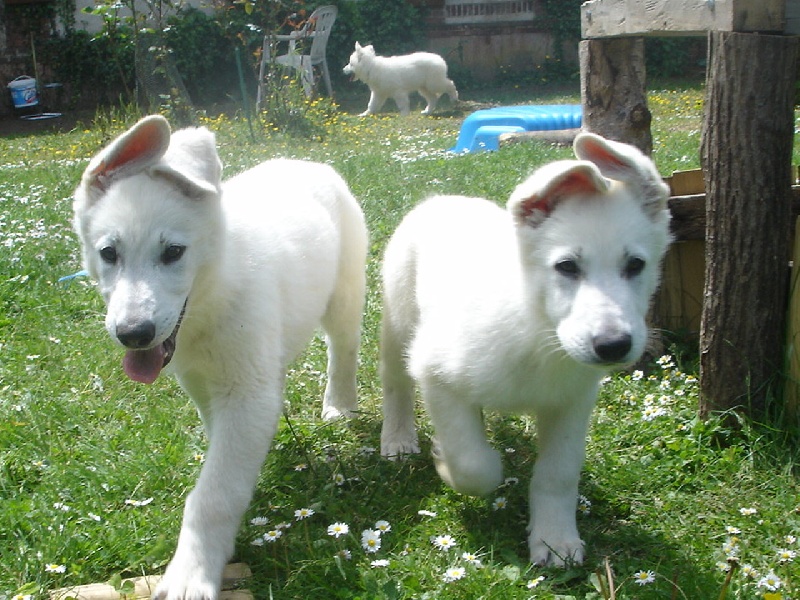 des neiges d'or de Douxia - Berger Blanc Suisse - Portée née le 08/03/2013