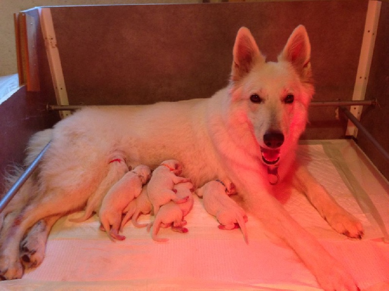 Chiot Berger Blanc Suisse des neiges d'or de Douxia