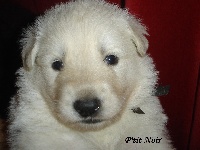 CHIOT petit noir