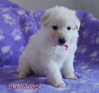 CHIOT
