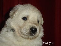 CHIOT petit gris