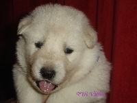 CHIOT petit violet