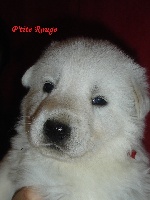 CHIOT petite rouge