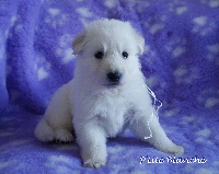 CHIOT