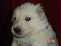 CHIOT petite orange